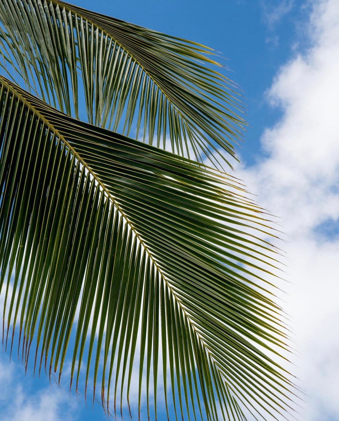 palm_761ebf4a-707d-4a56-a016-22cdb52482bf.jpg
