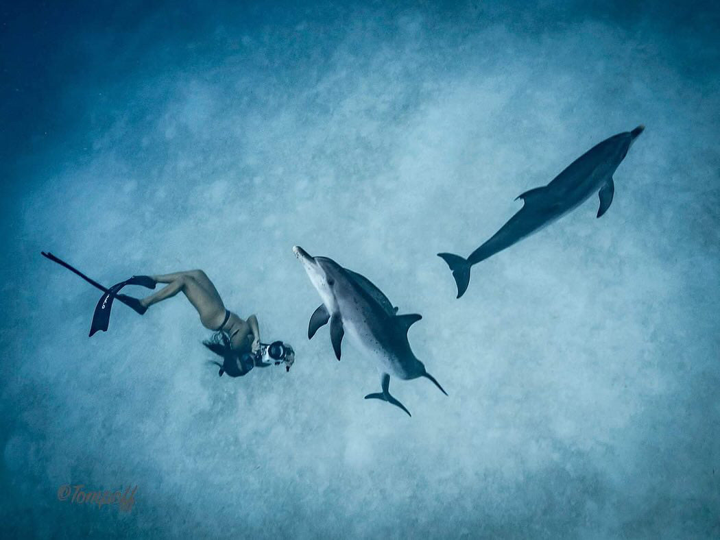 freediver girl, swim with dolphins, ocean woman