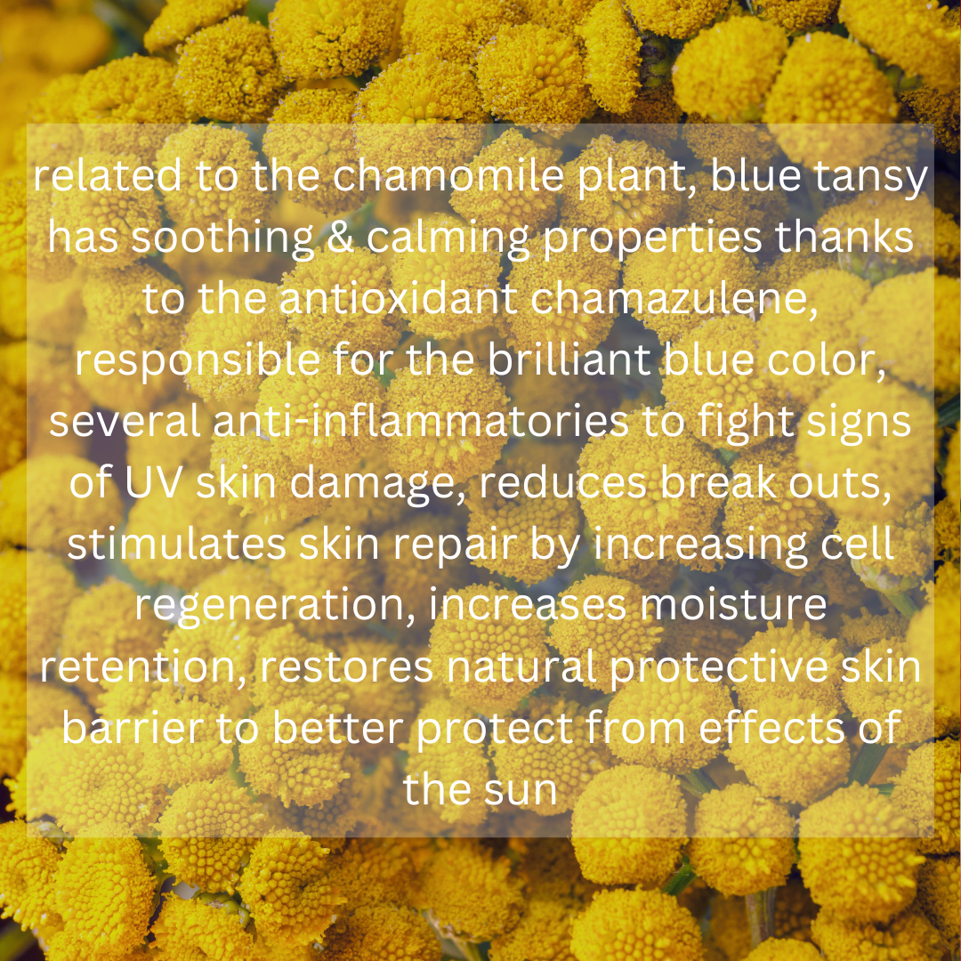 Blue tansy